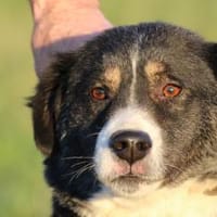 Tayto - zutraulich u. unkompliziert, Hund zur Adoption