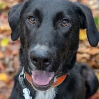 Laba möchte mit dir die Welt entdecken, Hündin zur Adoption