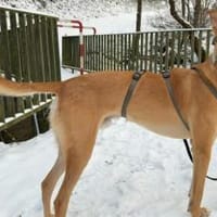 Keylam wartet auf dich!, Hund zur Adoption