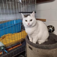 Cynthia - ruhiges Zuhause gesucht, Katze zur Adoption