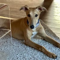 Simba, freundlich, lernfreudig, offen, Hund zur Adoption