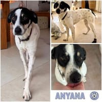 ANYANA -möchte gefallen-, Hündin zur Adoption