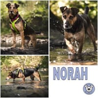 NORAH -aktiv & menschenbezogen-, Hündin zur Adoption