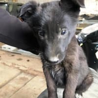 Nina wer zeigt ihr die große weite Welt?, Hündin zur Adoption