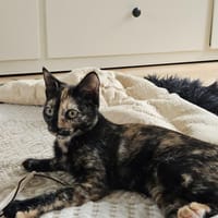 Zuckersüßes Bambi sucht Kuschelplatz, Katze zur Adoption
