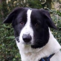 Sweety, geb. ca. 11/2021, 59423 Unna, Hündin zur Adoption