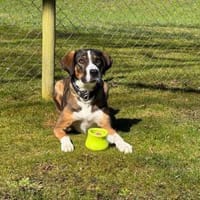 RAYA - geb. ca. 05/2021 - Mischling, Hündin zur Adoption