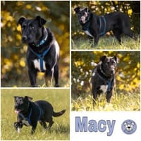 MACY -sucht erfahrene Menschen-, Hündin zur Adoption