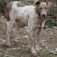 Taavi ist ein treuer Begleithund, Hund zur Adoption