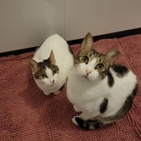 Xara & Zoi suchen ihr Für-immer-Zuhause, Katze zur Adoption
