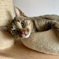 Nila - die Fressmaschine, Katze zur Adoption