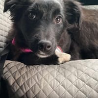 Jaronsucht sein für-immer-Zuhause, Hund zur Adoption