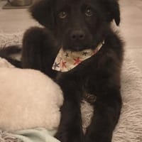 Pudelmix-Mädchen MAiSY😍wartet in Lübeck, Hündin zur Adoption