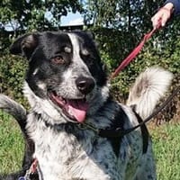 Serano wartet in 49419 Wagenfeld, Hund zur Adoption
