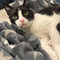 Pino aus dem Tierschutz Kreta, Kater zur Adoption