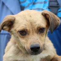 Camaro - kinderlieber Familienhund, Hund zur Adoption