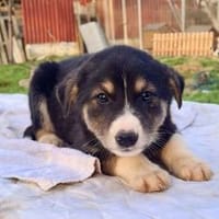 Zuhause gesucht für Bjarne, Hund zur Adoption