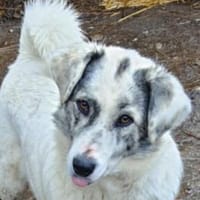 Fossy  53 cm (Pflegestelle), Hund zur Adoption