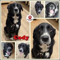 Cody Mischling Rüde Junghund sucht Heim, Hund zur Adoption