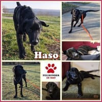 Haso Buddy Labrador Mischling Rüde, Hund zur Adoption