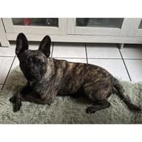 Ilva - wartet in 33154 Salzkotten, Hündin zur Adoption