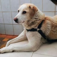Cooper zarter Hundejunge mit großem Herz, Hund zur Adoption