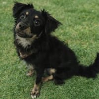 Joy hofft auf ihr neues Zuhause, Hündin zur Adoption