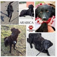 Arabica kroatischer Schäferhund Mix jung, Hündin zur Adoption