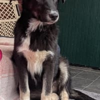 Millie sucht liebevolles Zuhause, Hündin zur Adoption