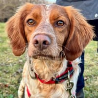 Sanfter Gianni wartet in Deutschland!, Hund zur Adoption