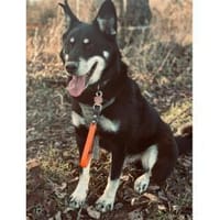 Aiko - wartet in 63773 Goldbach, Hund zur Adoption