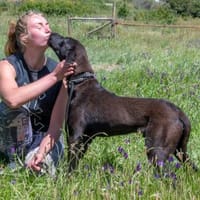 Jack wartet in Süddeutschland, Hund zur Adoption