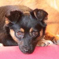 Mirela - wartet in 91080 Spardorf, Hündin zur Adoption