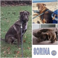SORINA -kleine verschmuste Draufgängerin, Hündin zur Adoption