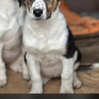 Welpe Malou und ihre 4 Geschwister, Hündin zur Adoption