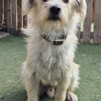 BOLT 🌸 unser süßes Sensibelchen!, Hund zur Adoption