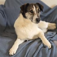 Wer schenkt Liam ein eigenes Zuhause?, Hund zur Adoption