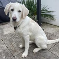 Tau möchte endlich ankommen, Hündin zur Adoption