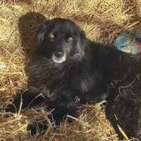 Joe 48 cm (Pflegestelle), Hund zur Adoption
