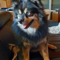 Karkusa in 27478 Cuxhaven #, Hündin zur Adoption