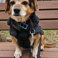 Moritz - begegnet allen Menschen offen, Hund zur Adoption