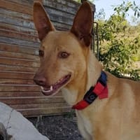 Duck wäre so gerne ein Familienmitglied, Hund zur Adoption