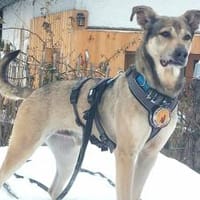 Janeiro sucht vertrauensvolles Zuhause, Hund zur Adoption