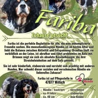💕Fariba💕 sucht ihre Menschen💕, Hündin zur Adoption