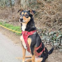 LADY wartet in 50170 Kerpen, Hündin zur Adoption