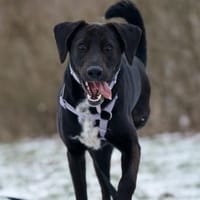 Dreibein Saru ein Schatz auf 3 Pfoten, Hund zur Adoption