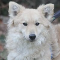 Albert ist ein fröhlicher junger Rüde, Hund zur Adoption