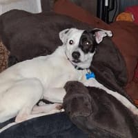 Kleiner Domino sucht endlich sein Glück, Hund zur Adoption