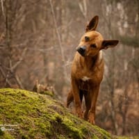 DORI-SUCHT IHR GLÜCK, Hündin zur Adoption