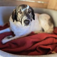 Kira - Lebensfreude auf vier Pfoten, Hündin zur Adoption